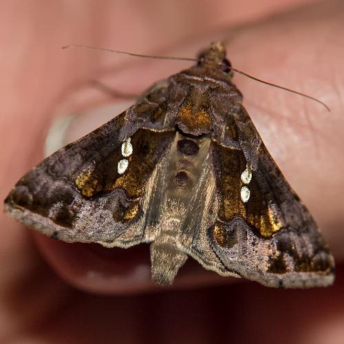 Réf. 216 380 : Chrysodeixis chalcites
